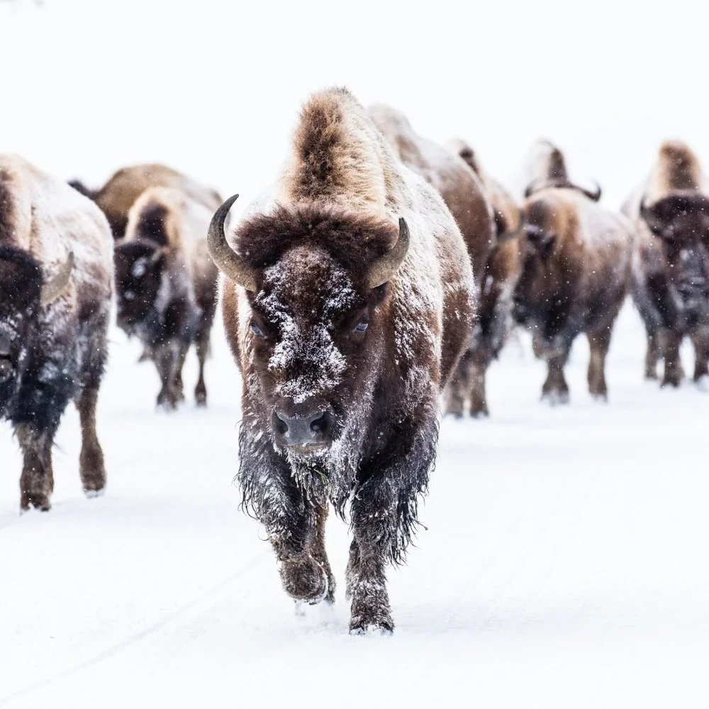 19 x13 " Buffalo snow winter photography art print matte nature wall art - Picture 3 of 5